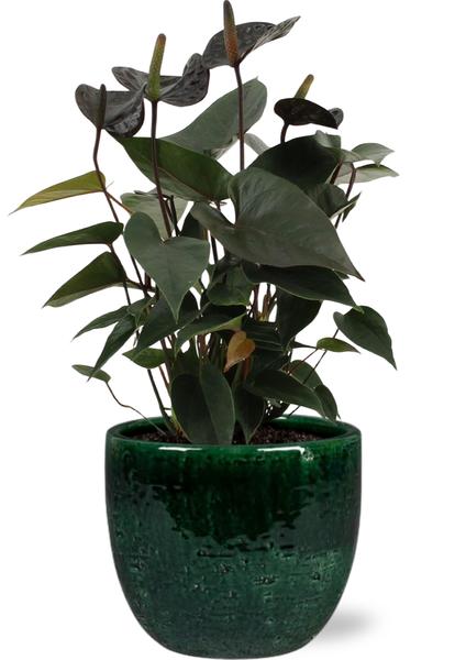 Anthurium Black Love - Ø12cm - ↕36cm + Jolin Pot D14x13cm - Groen  BotanicBridge