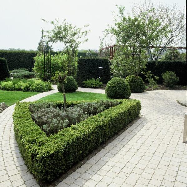 Buxus Sempervirens - ↕10-25cm - Ø9cm - 6x  BotanicBridge