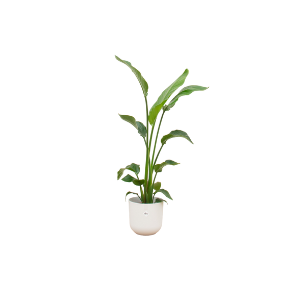 Combi deal - Strelitzia Nicolai inclusief elho Jazz Round wit Ø23 - 130 cm  BotanicBridge