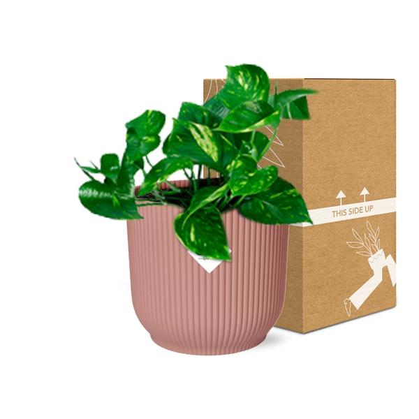 Epipremnum Pinnatum ‘Aureum’ in ELHO Vibes Fold 14cm roze  BotanicBridge