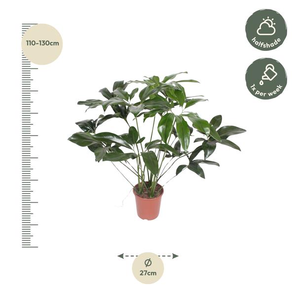 Philodendron Green Wonder - 120 cm - ø27  BotanicBridge