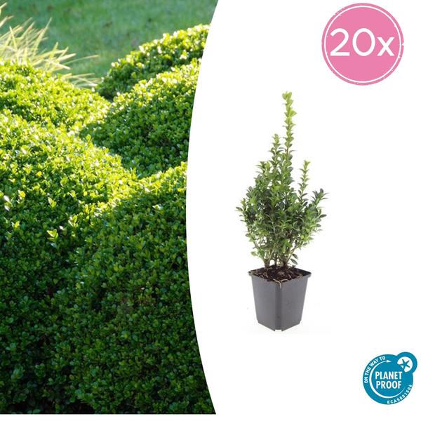 Buxus Sempervirens - ↕10-25cm - Ø9cm - 20x  BotanicBridge