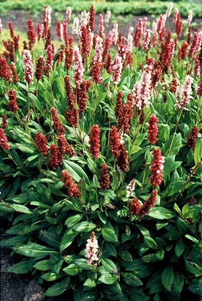 Persicaria aff. 'Darjeeling Red' - ↕10-25cm - Ø9cm - 6x  BotanicBridge