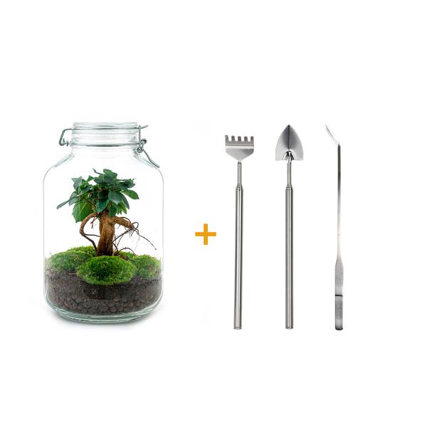 DIY terrarium - Jar - Ficus Ginseng bonsai - ↕ 28 cm - Rake + Shovel + Tweezer  BotanicBridge