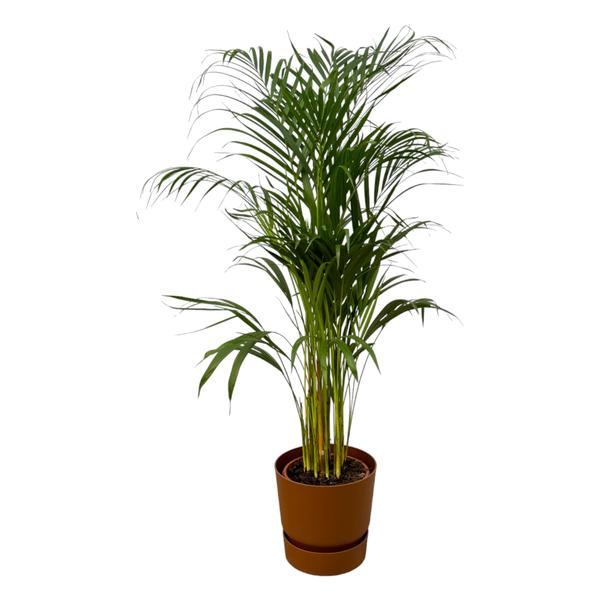 Areca palm - ↨110cm - Ø21cm inclusief elho Greenville Round bruin D24xH23  BotanicBridge