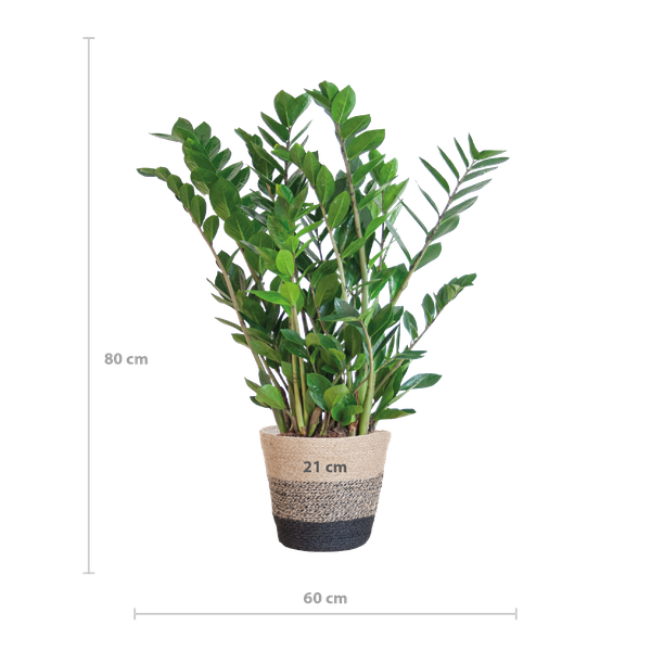 Zamioculcas Zamiifolia met Mand Lissabon zwart - 80cm - Ø21  BotanicBridge