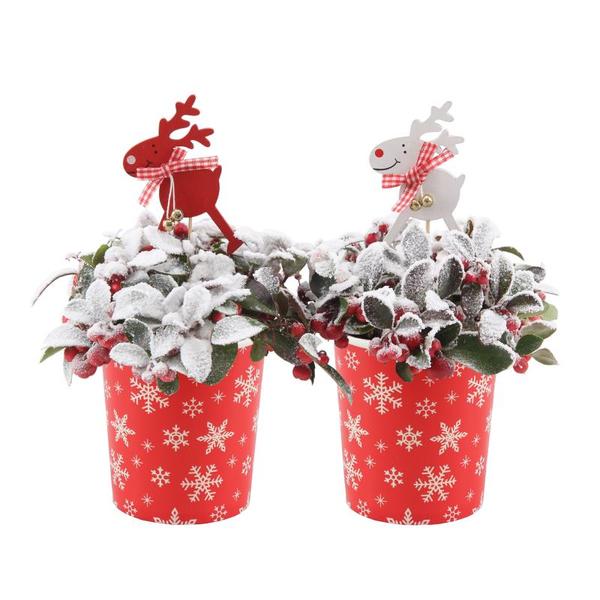 Gaultheria Pr. 'Big Berry' in Cup X-Mas Deco + Reindeer + Snow - 2 stuks - Ø11cm - ↕15cm  BotanicBridge