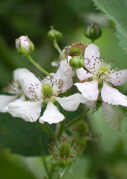 Rubus fruticosus 'Thornless Evergreen' - Doornloze Braam - Ø13cm - ↕45cm  BotanicBridge