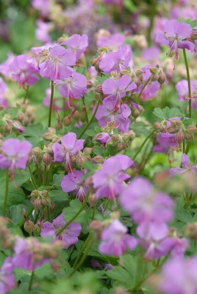 Geranium cant. 'Cambridge' - ↕10-25cm - Ø9cm - 6x  BotanicBridge