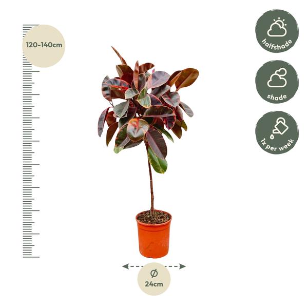 Ficus Elastica Belize op stam - 130 cm - ø24  BotanicBridge