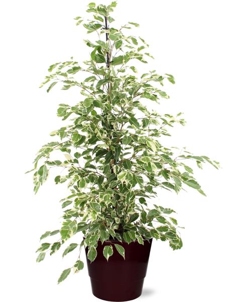 Ficus benjamina Twilight - Ø21cm - ↕95cm + Pot Basic D22x19cm - Bordeaux  BotanicBridge