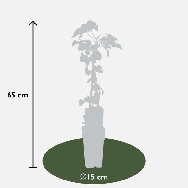 3x - Fallopia baldschuanica - ↨65cm - Ø15  BotanicBridge