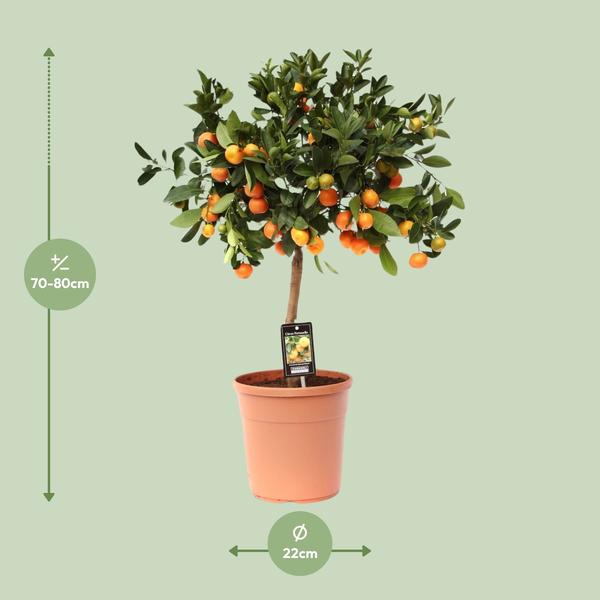 Citrus Calamondin - Ø22cm - ↕80cm  BotanicBridge