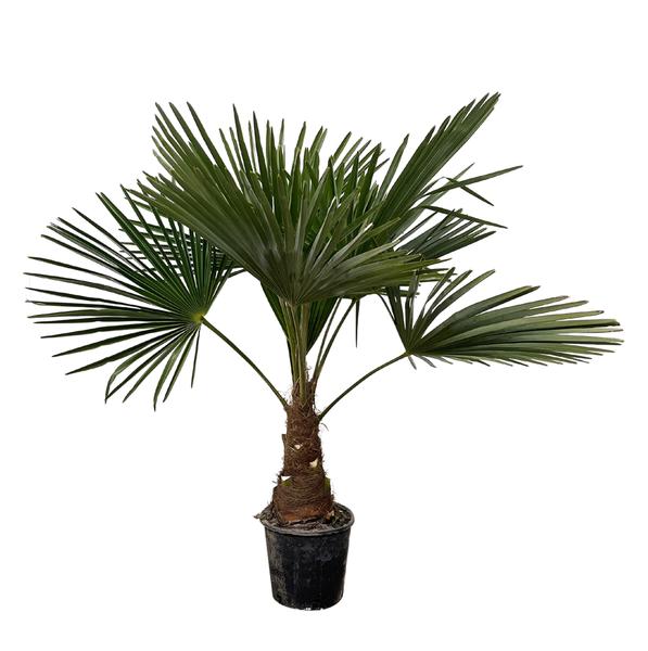 Trachycarpus - 100cm- Ø21  BotanicBridge