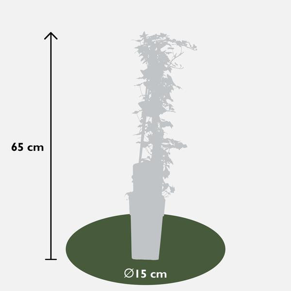 Hedera helix - Ø15cm - ↕65cm  BotanicBridge