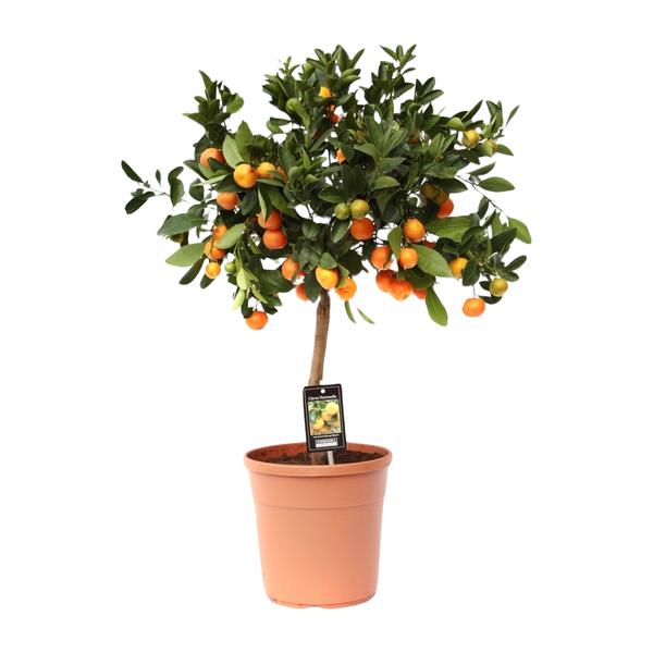 Citrus Calamondin - Ø22cm - ↕80cm  BotanicBridge