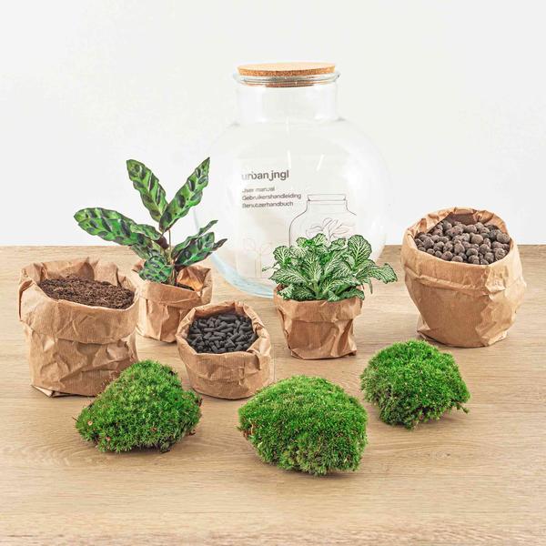 DIY terrarium - Teddy - ↕ 26,5 cm - Normal  BotanicBridge