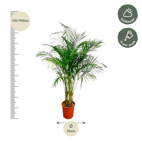 Dypsis Lutescens (Areca Palm) - 170 cm - ø24  BotanicBridge