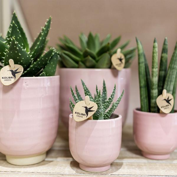 Kolibri Home | Glazed bloempot - Roze keramieken sierpot met glans - Ø9cm  BotanicBridge