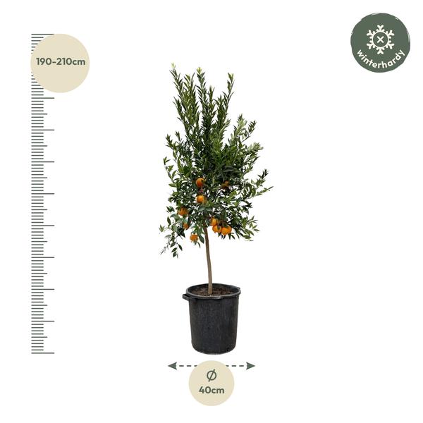 Citrus Mandarino - 200 cm - ø40  BotanicBridge