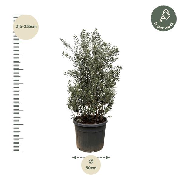 Olea Europaea struik - 225cm- Ø50  BotanicBridge