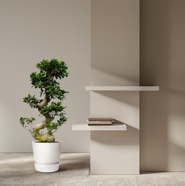 Ficus Microcarpa Ginseng - 80 cm - Ø23cm  BotanicBridge