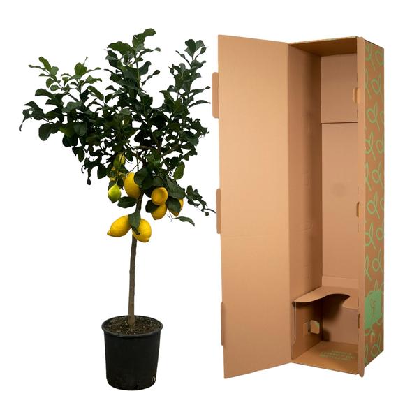 Citrus Lemon (Citroenboom) - 150 cm - Ø24cm  BotanicBridge