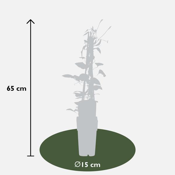 Clematis Hagley Hybrid - Clematis Rood - Ø15cm - ↕65cm  BotanicBridge