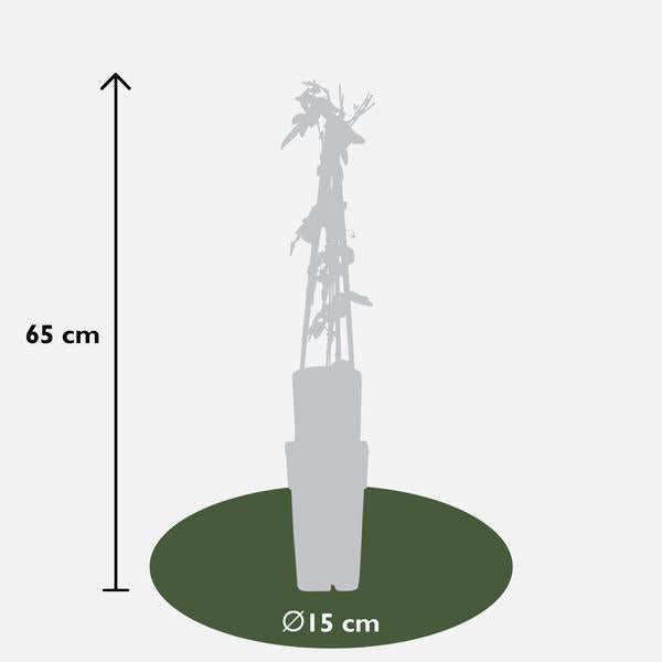 4x - Passiflora 'Purple Haze' - ↨65cm - Ø15  BotanicBridge