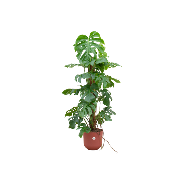 Combi deal - Monstera Pertusum XL inclusief elho Jazz Round rood Ø26 - 120 cm  BotanicBridge