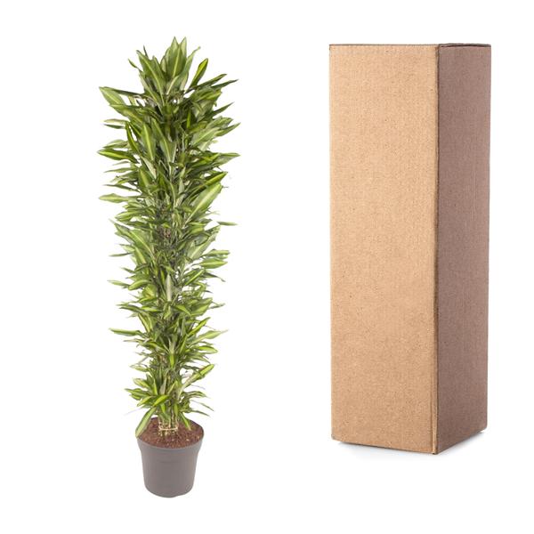 Dracaena Cintho vertakt - 210 cm - ø40  BotanicBridge