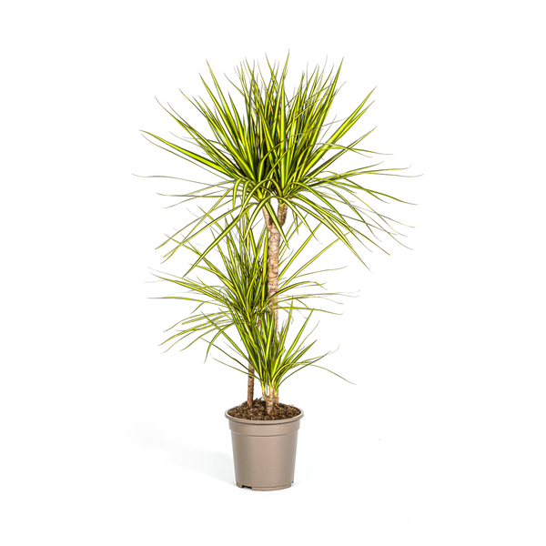 Dracaena Marginata Sunray Ø21cm - ↕100-110cm  BotanicBridge