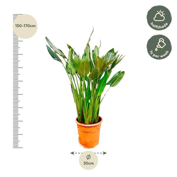 Strelitzia Reginae XL - 160cm - ⌀30  BotanicBridge