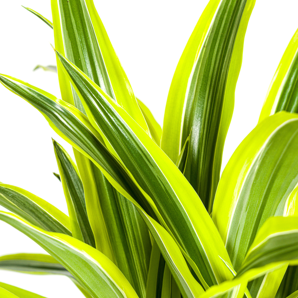 Dracaena Deremensis Lemon Lime Ø21cm - ↕100cm  BotanicBridge