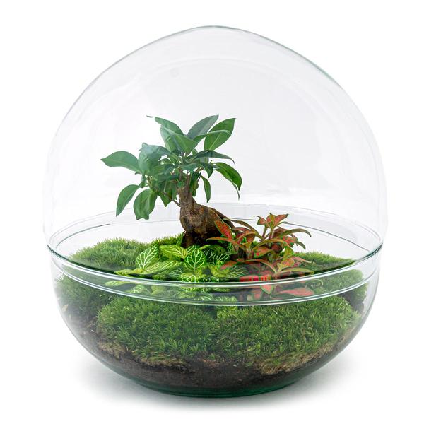 DIY terrarium - Dome XL - Ficus Ginseng Bonsai - ↕ 30 cm - Rake + Shovel  BotanicBridge