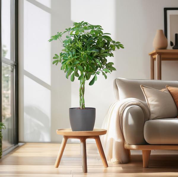 Schefflera Arab Nora met Viber grijs - 70cm - Ø21  BotanicBridge