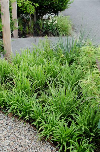 3x - Carex morrowii 'Ice Dance' - ↨30cm - Ø14  BotanicBridge