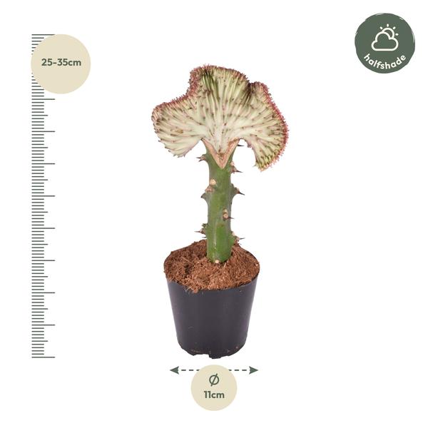 Euphorbia lactea Cristata rood - 30 cm - ø10,5  BotanicBridge