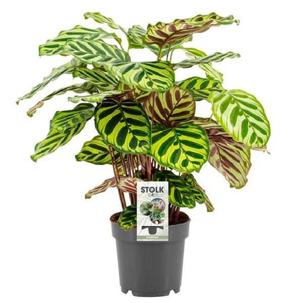 Calathea Makoyana - Ø14cm - ↕45cm  BotanicBridge