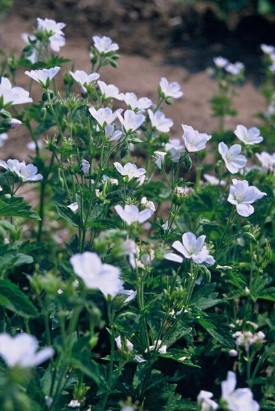 Geranium sang. 'Album' - ↕10-25cm - Ø9cm - 12x  BotanicBridge