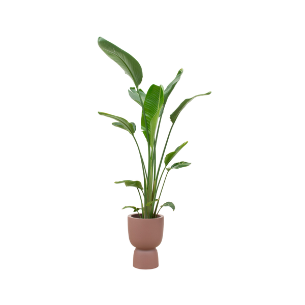 Combi deal - Strelitzia Augusta multi stam inclusief elho Pure Coupe bruin Ø35 - 210 cm  BotanicBridge