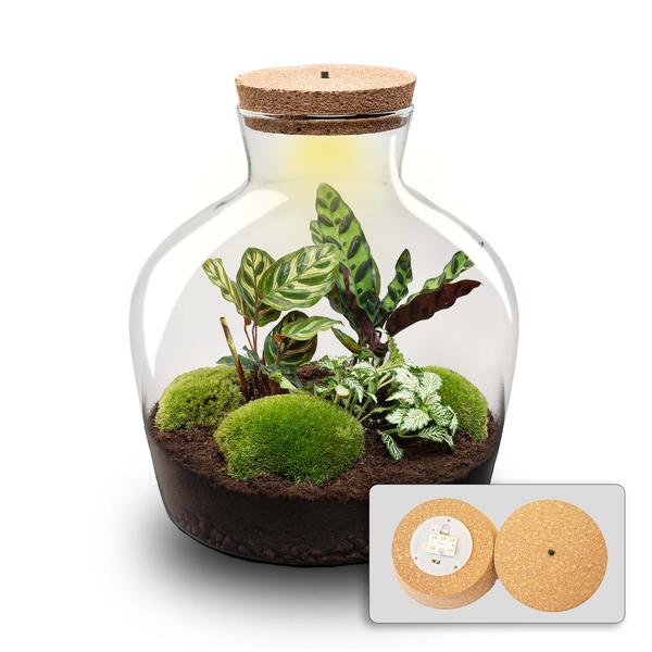 Terrarium - Fat Joe + LED - ↑ 30 cm  BotanicBridge