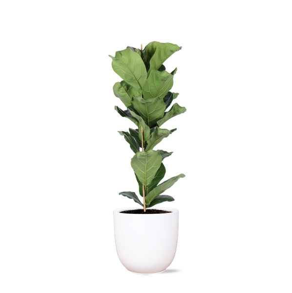 Ficus Lyrata - Ø21cm - ↕90cm in Boule WIT pot  BotanicBridge