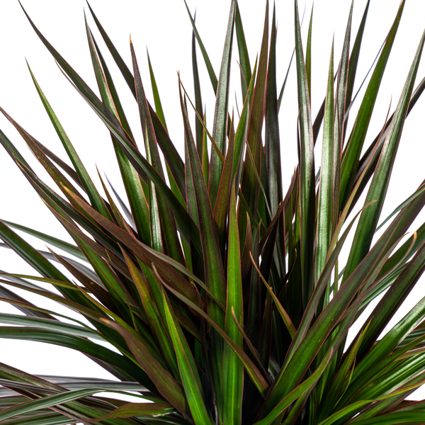 Dracaena Marginata Magenta Ø24cm - ↕140cm  BotanicBridge