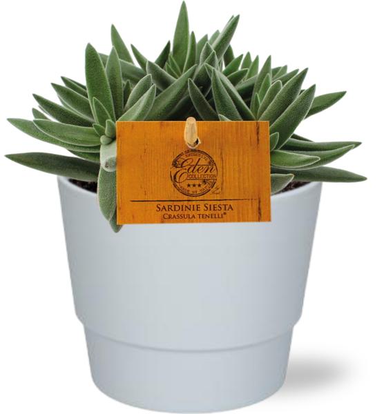 Crassula Tenelli - Ø11cm - ↕15cm + Pot Basic D11,5x9cm - Wit  BotanicBridge