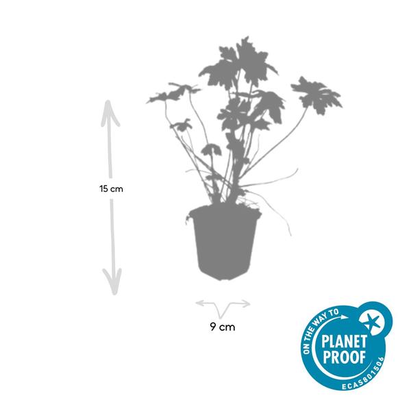 Geranium macrorrhizum - ↕10-25cm - Ø9cm - 40x  BotanicBridge