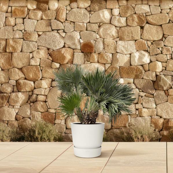 Chamaerops Humilis compact - 120cm - ø80  BotanicBridge