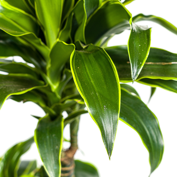 Dracaena Deremensis Dorado Ø21cm - ↕110cm  BotanicBridge