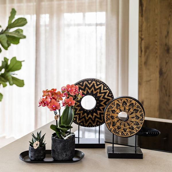 Kolibri Company | Plantenset Home Hub small | Oranje Phalaenopsis Orchidee Bolzano en Succulent incl. keramieken sierpotten op zwart dienblad  BotanicBridge