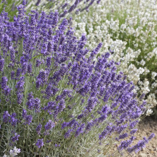 Lavandula 'Hidcote' - ↕10-25cm - Ø9cm - 40x  BotanicBridge